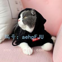 ѡ